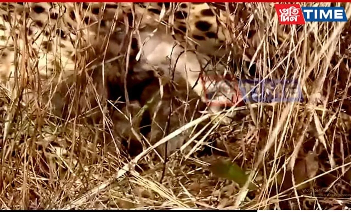 Namibian Cheetah Gives Birth to Three Cubs at Kuno National Park