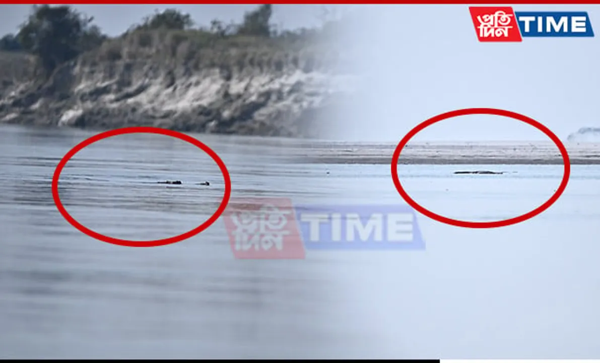 Indian Gharial Population Shows Signs of Recovery in Kaziranga National Park