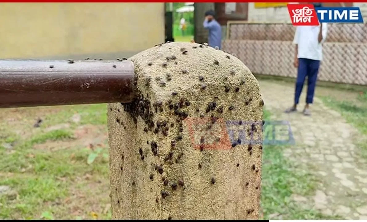 Beetle-like Insect Invasion Disrupts School Activities in Assam's Kaliabor