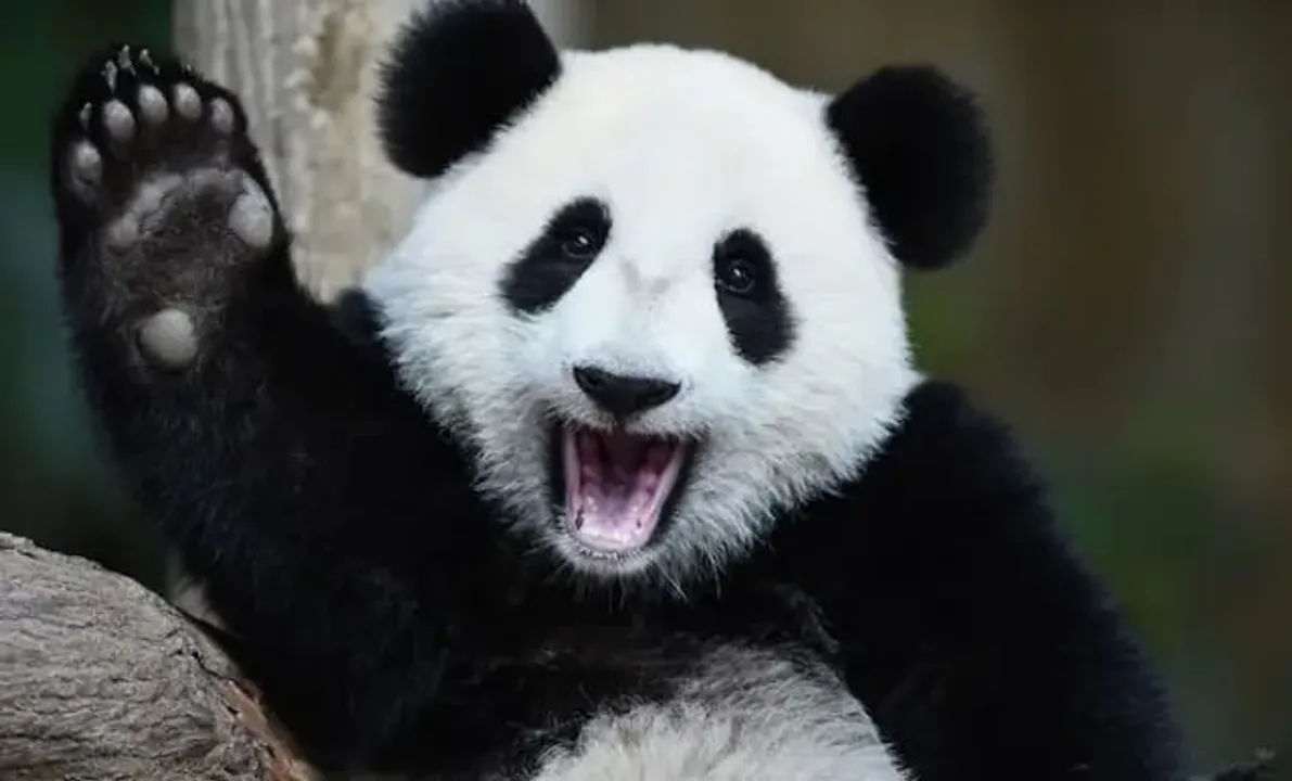 China Reignites Panda Diplomacy With Gift To Washington's National Zoo