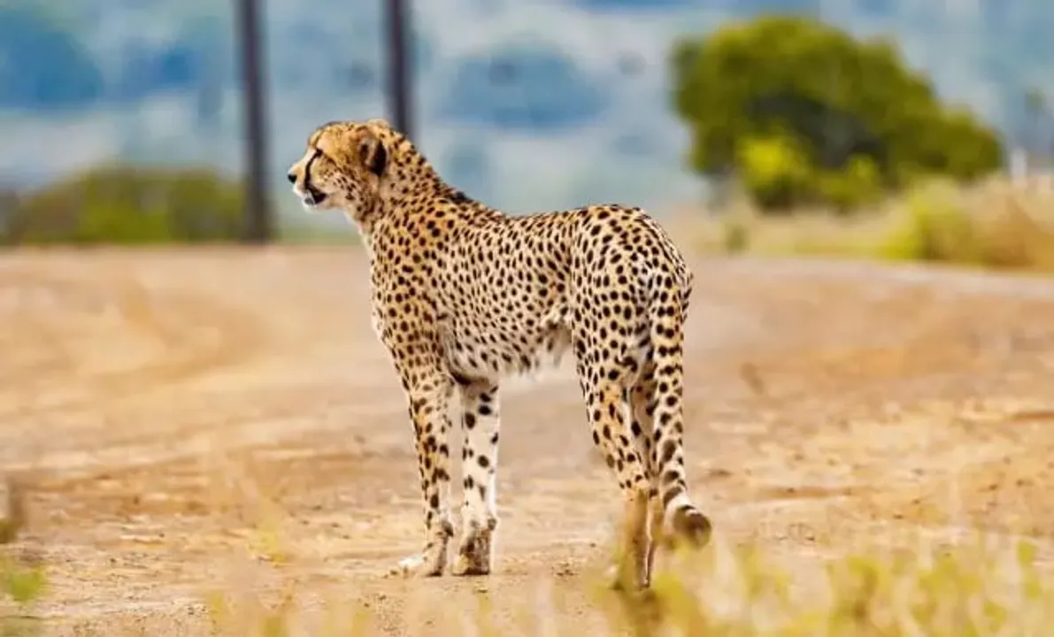 African Cheetahs In Kuno National Park To Be Released In Phases