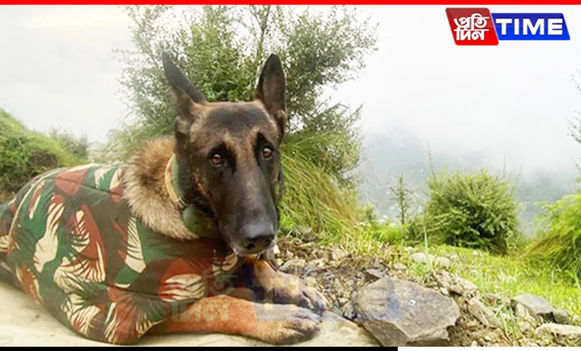 Indian Army Dog, Phantom, Dies While Protecting Troops In J&K Counter-Terror Op