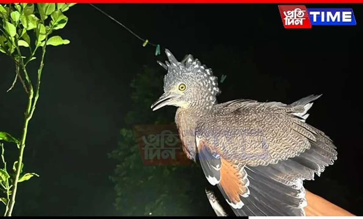 Assam: Jatinga Celebrates the Return of Rare 'Tiger Bittern' After Nine Years