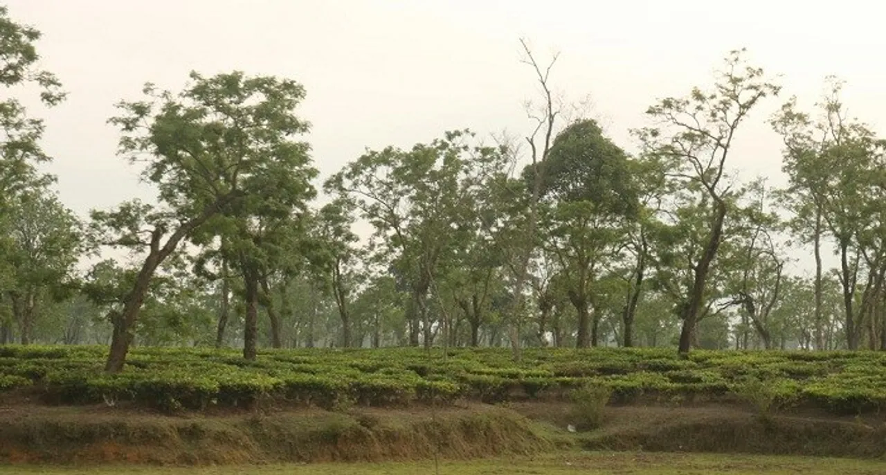 Assam Government releases Rs 99 crore for retirement benefits of tea workers