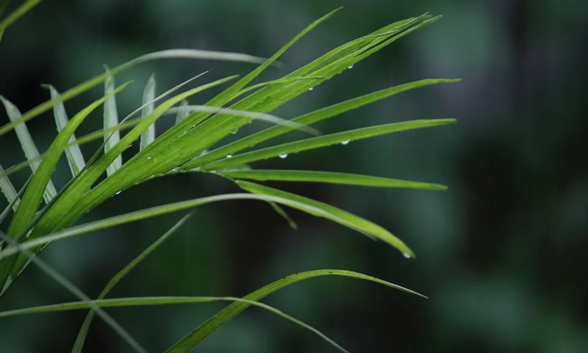 Rain to continue in Northeast with reduced intensity