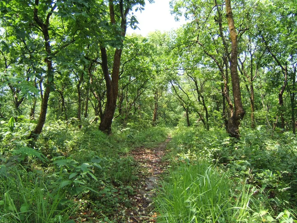 Assam forest cover increases