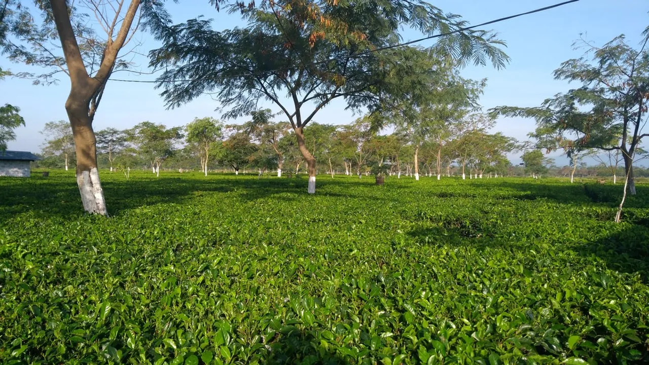 Assam produce 80 million kg surplus  tea, bad shape