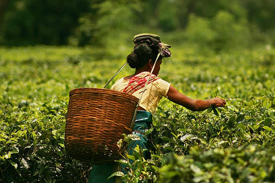 Assam Govt waives off Min Demand Charge Gas Bill for tea gardens