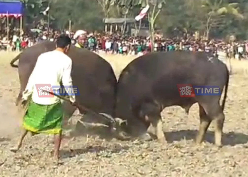 Buffalo fights in Assam despite SC ban