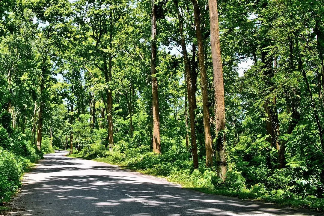 Court removes Assam forest top boss