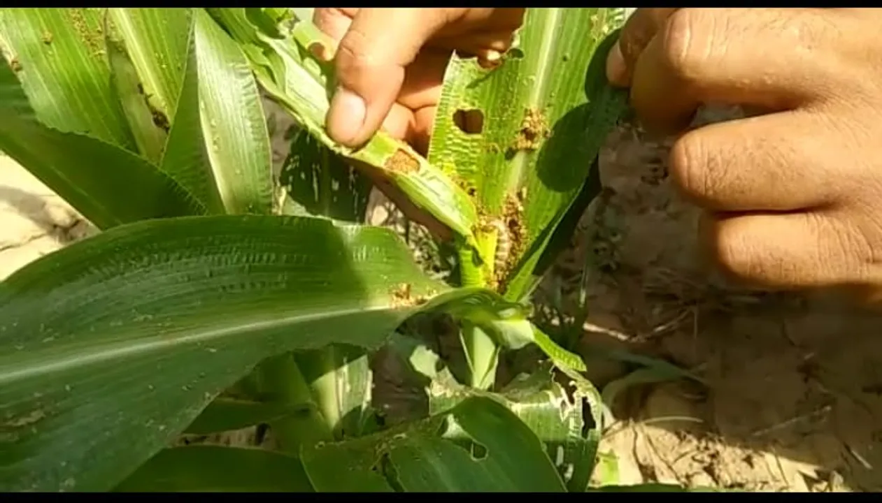 Fall Armyworm attack: Manipur grappling with the chaos