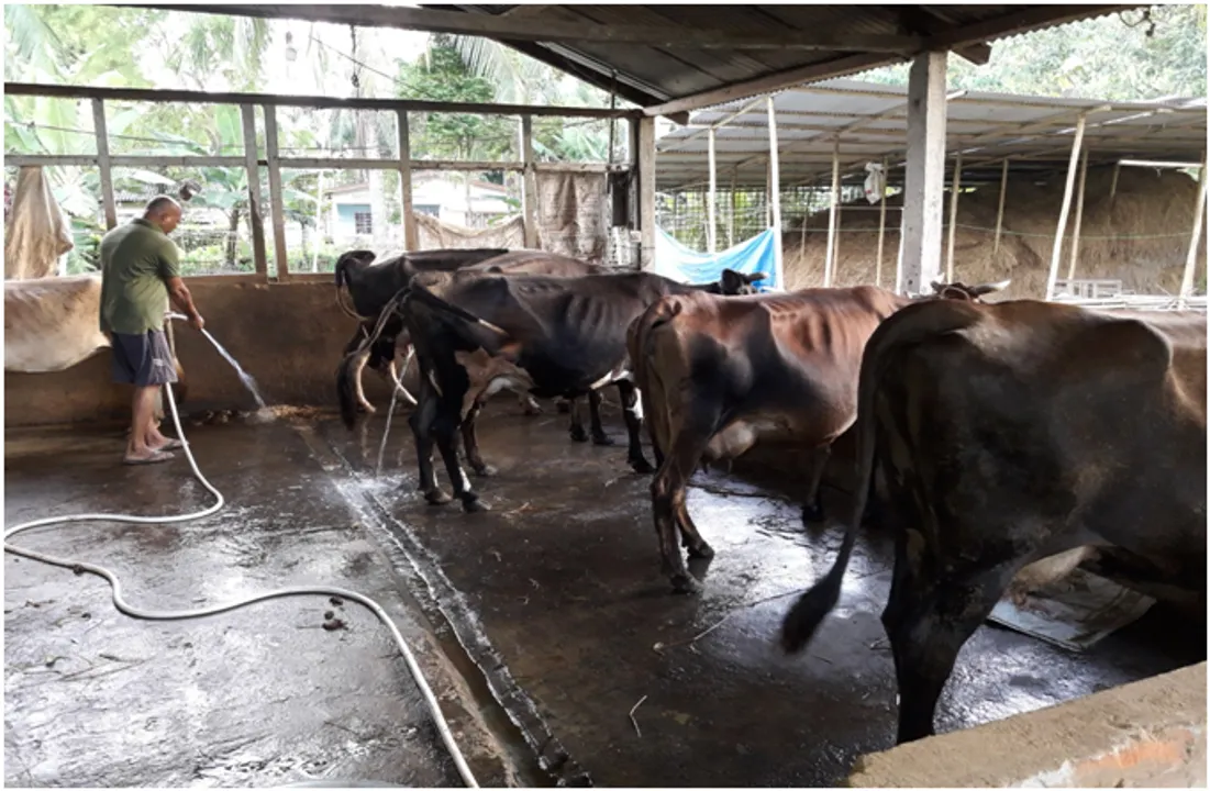 Crisis in Assam dairy sector