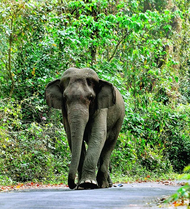 Wild Elephant Goes Berserk; Kills Cattle, Damages Property In Baksa