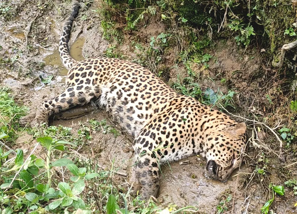 Leopard Carcass Recovered in Mariani