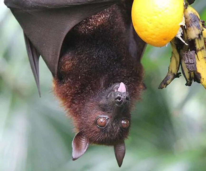 Nipah Virus Outbreak: Karnataka on High Alert