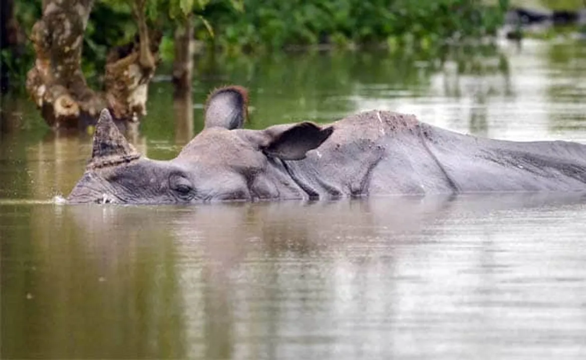 Kaziranga Flood Kills 36 Animals