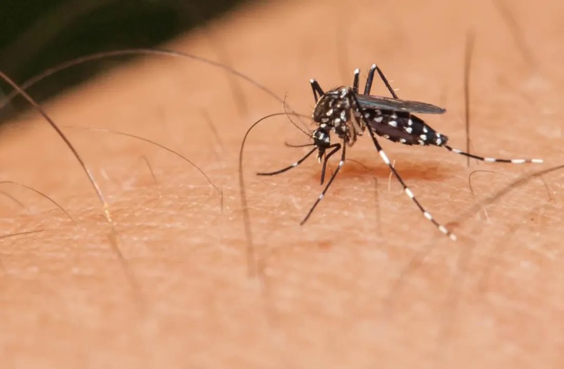 Dengue, swine flu strike Assam