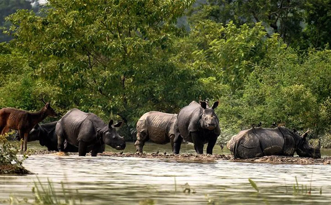Kaziranga & Pobitora Reels Under Flood