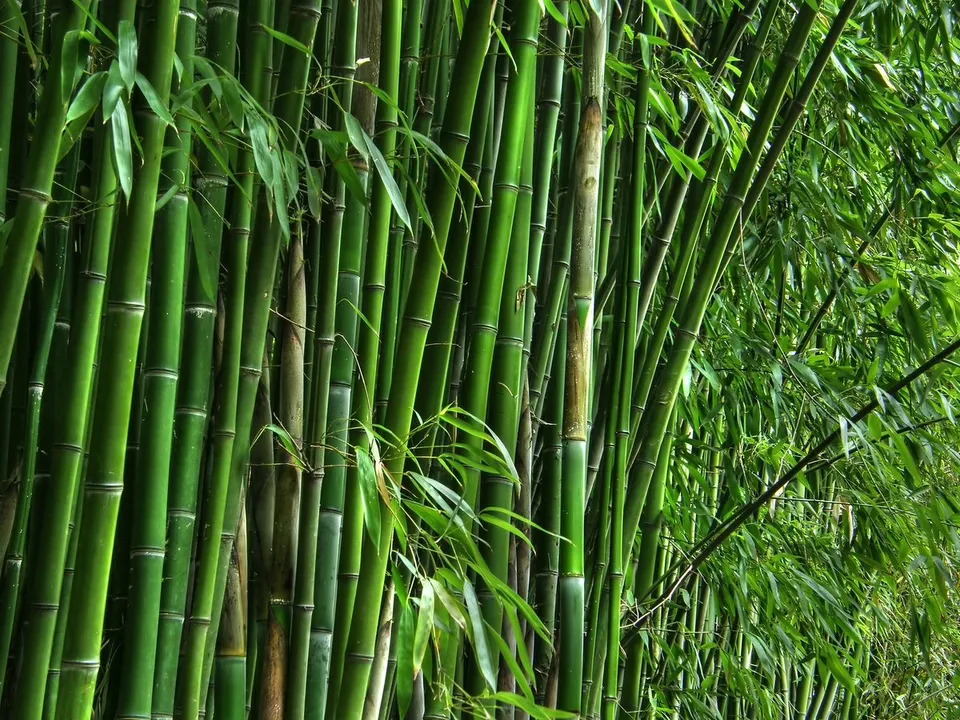 Good news for Bamboo Entrepreneurs!