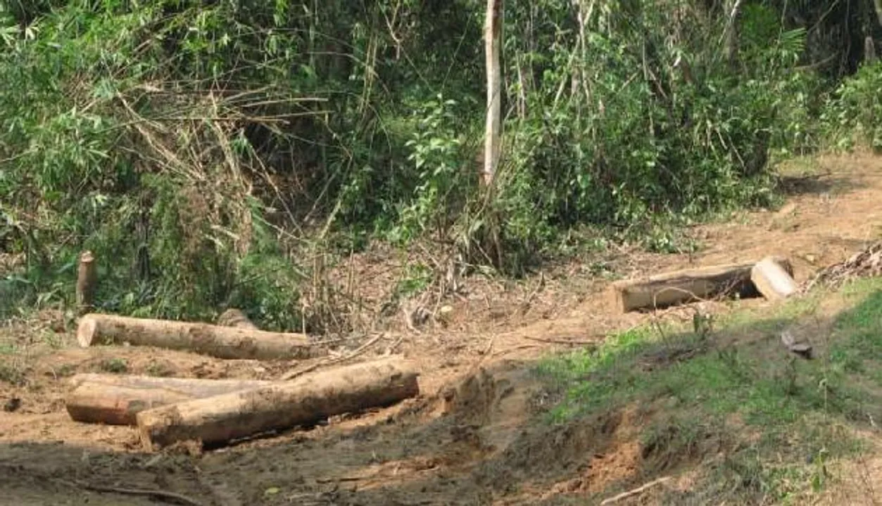 Illegal Logging : NGT Directs Arunachal Govt. To Take Action