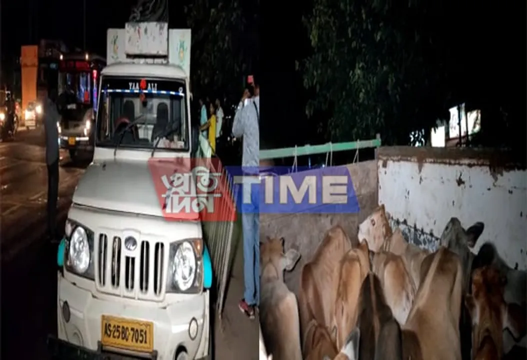 Cow smugglers nabbed in Basistha
