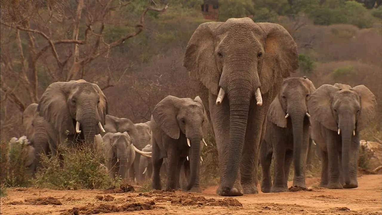 Wild elephant causes terror in Silapathar and Rongjuli