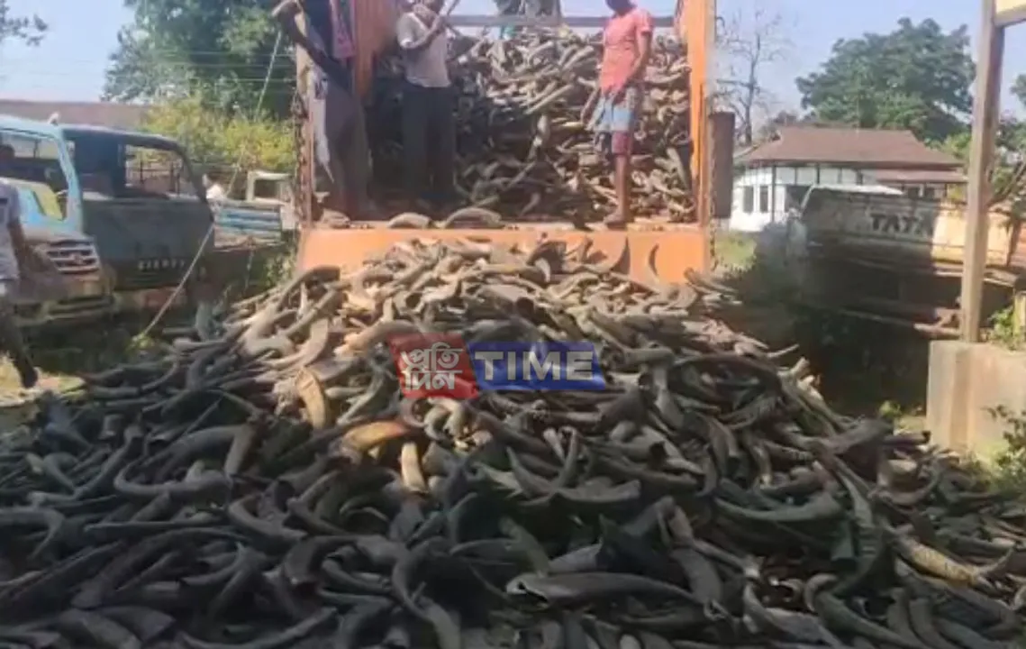 Truck Laden with Buffalo Horns Seized in Gossaigaon