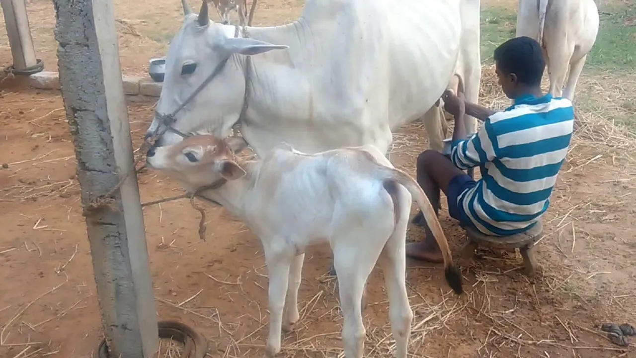 Desi Cow Milk Contains Gold: WB BJP Chief