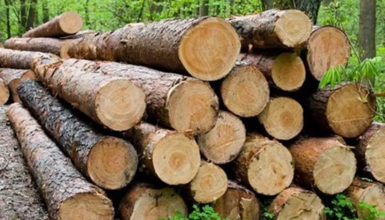 Smuggled Shawl Wood Seized in Dhubri