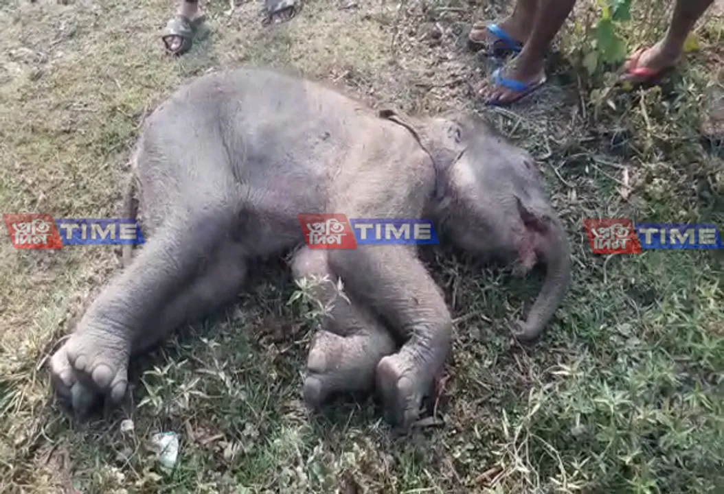 Bijni: Elephant Dies of Electrocution