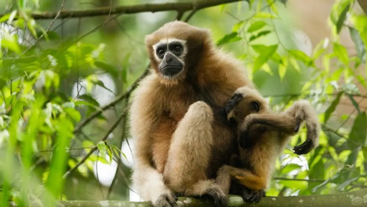 Tinsukia: Incomplete Project of State Govt Pose Threat to Hoolock Gibbons