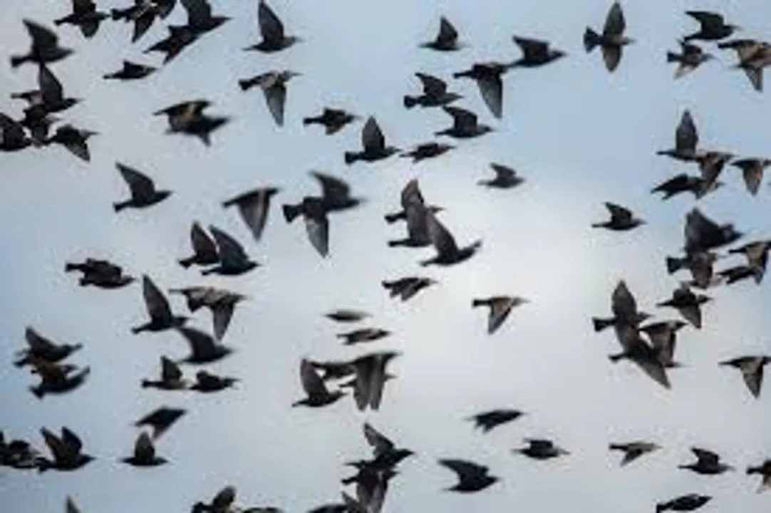 Over 100 birds die due to ingestion of pesticides