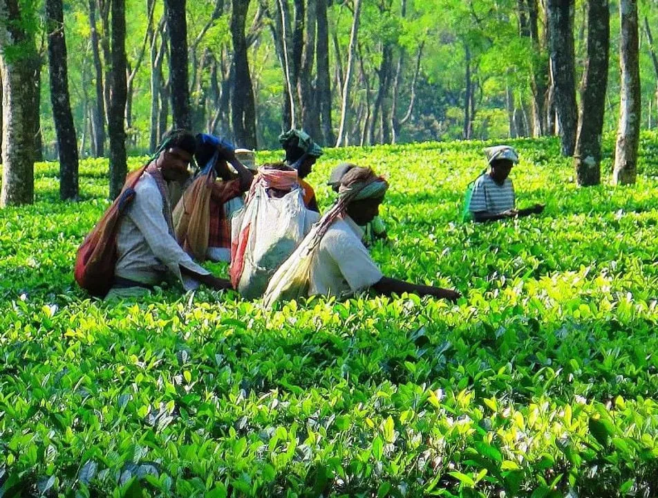500 tea garden labourers protest in Kaziranga
