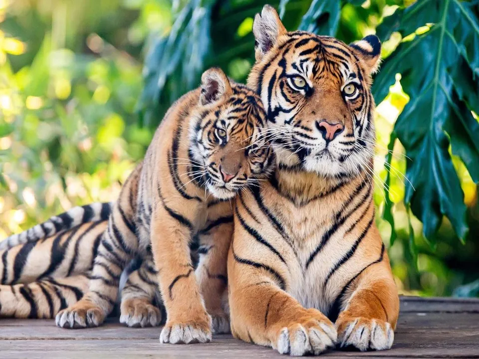 Wildlife is India’s natural wealth: Prakash Javedkar