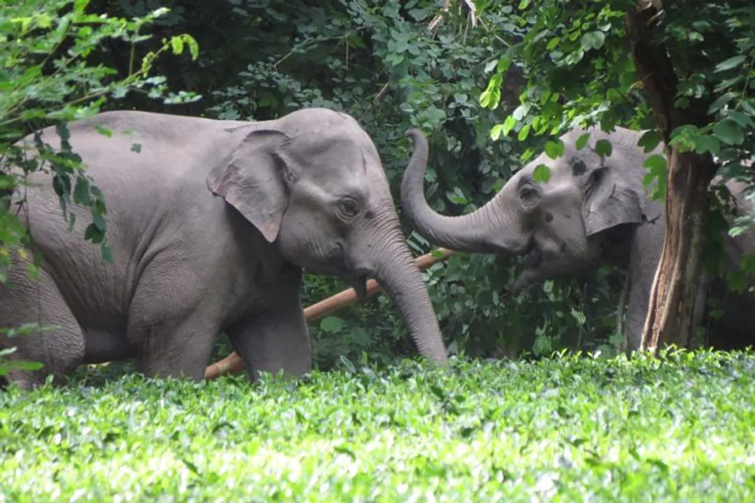 Wild Elephants Wreak Havoc In Different Parts Of Assam