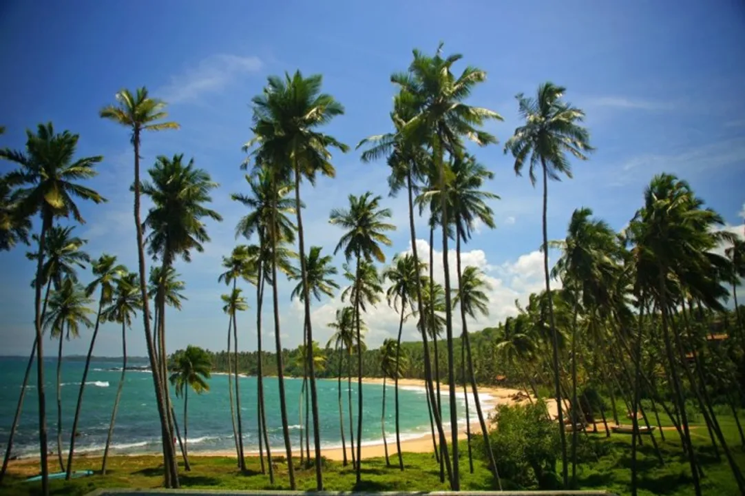 Sri Lankan Minister Addresses Public From Coconut Tree