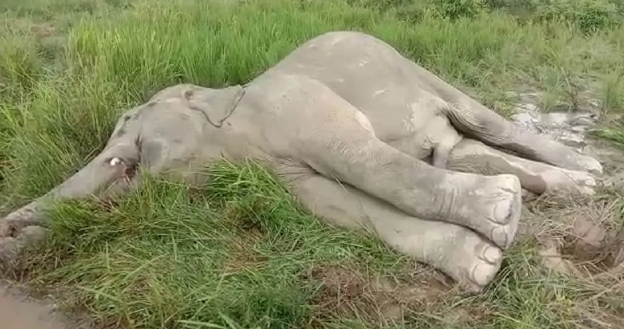 Sonari: Wild Elephant Found Dead, Poisoning Suspected