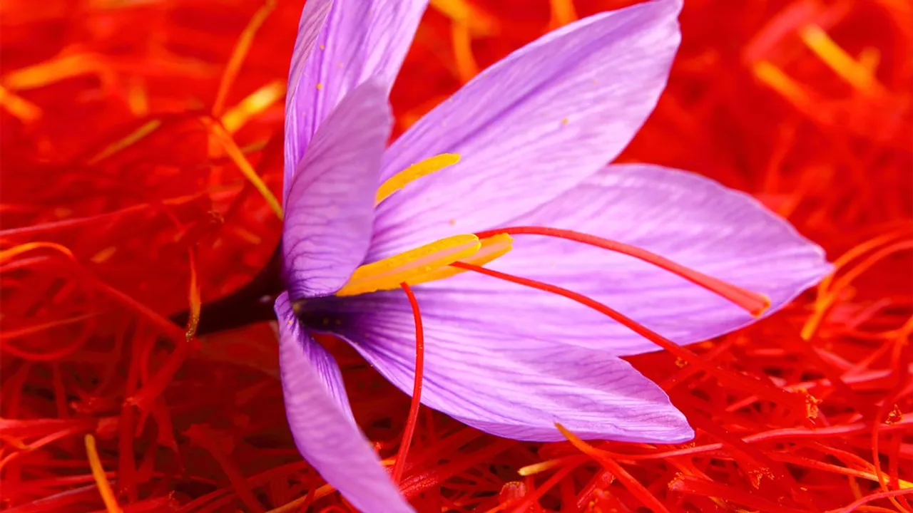 Saffron Bowl Extends To Northeast