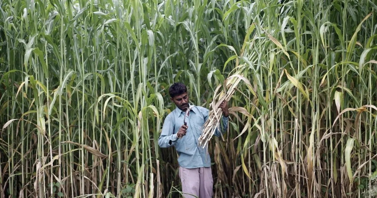 ₹3,500 Cr Assistance For Sugarcane Farmers: Centre