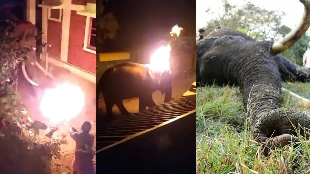 Tamil Nadu: Elephant Dies After Being Set Afire, 2 Arrested