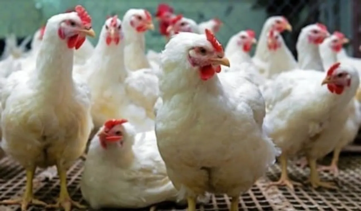 Maharashtra: 900 Hens Dead In 2 Days