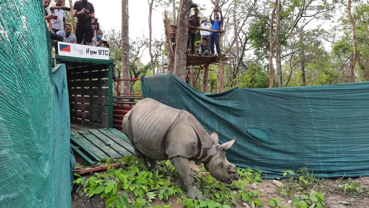 3 Rhino Calves Rescued in Assam Floods Released Into Wild
