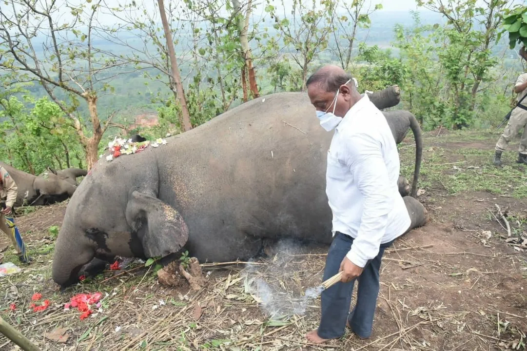 Nagaon |18 Elephants Killed by Lightning: Reports
