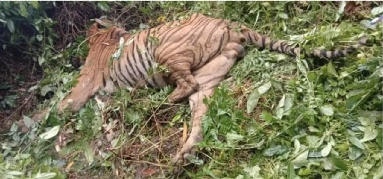 Tiger Killed By “Unwarranted Firing” At Kaziranga National Park
