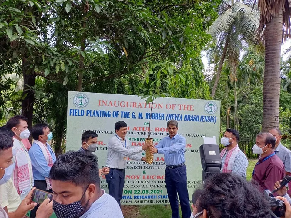Assam Plants World’s 1st Genetically Modified Rubber Plant