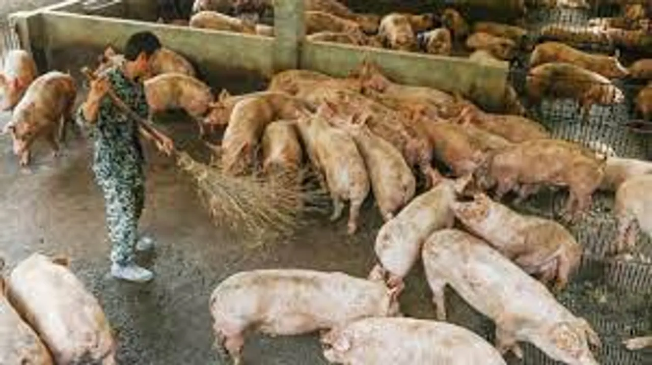 Mizoram: Over 10,000 Pigs Die of African Swine Fever