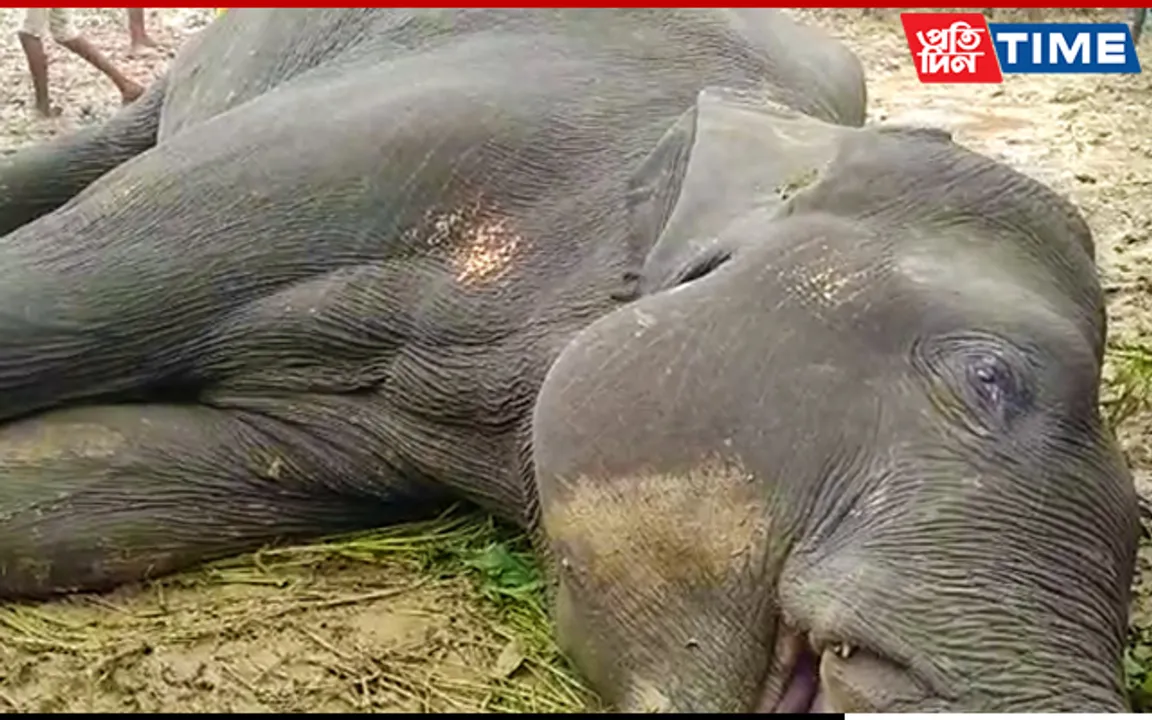 Wild Elephant Found Dead In Karbi Anglong, Poisoning Suspected