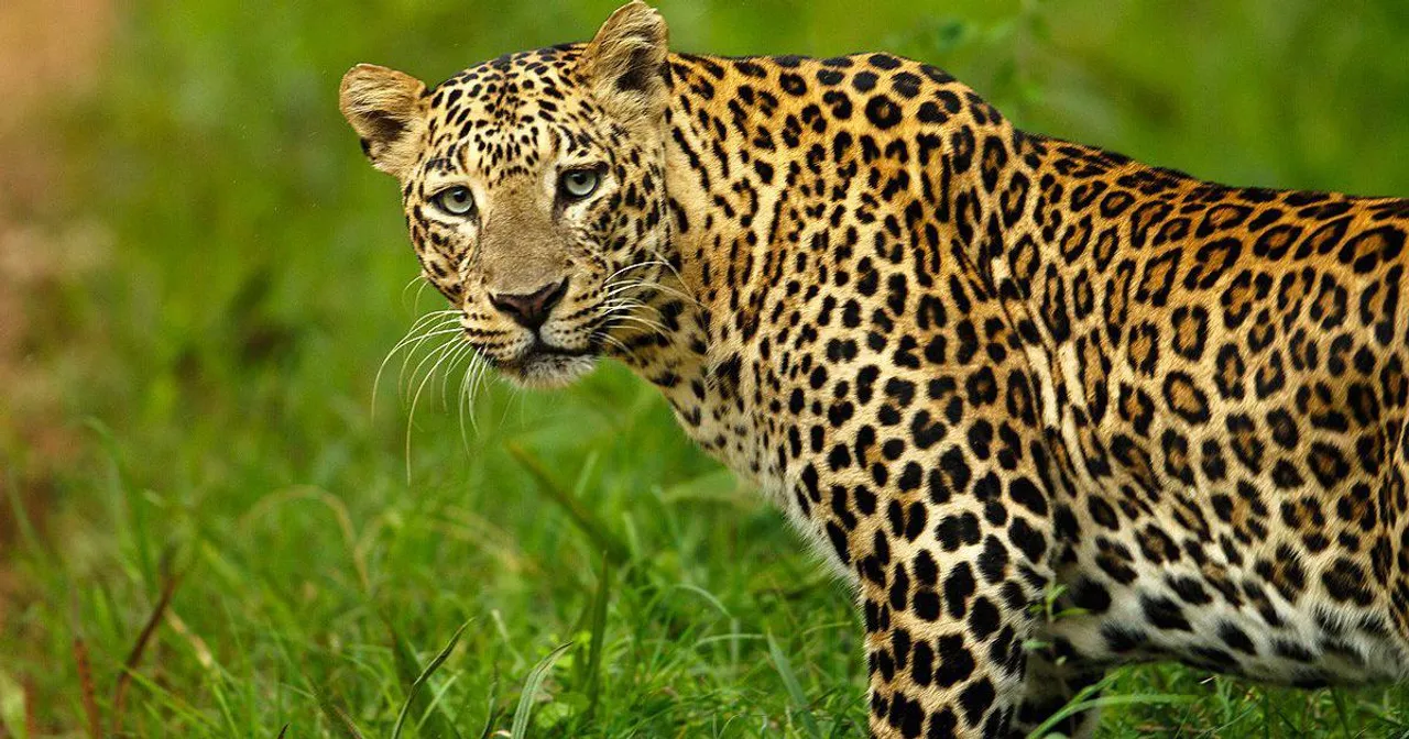 Assam: Leopard Causes Terror At Sonari Early Morning