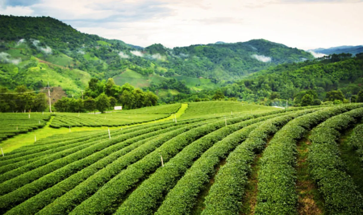 Assam: Banned Chemicals Used In Tea Production Of Nalani, Daisajan Tea Estates
