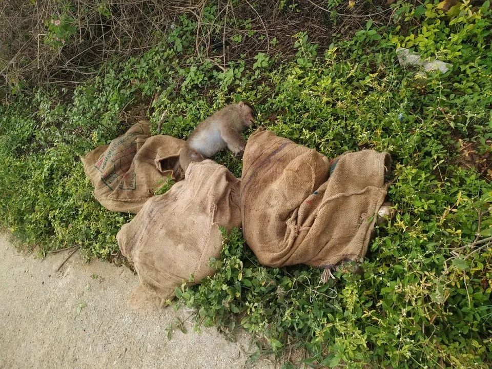 Over 20 monkeys poisoned and dumped near highway at Kolar